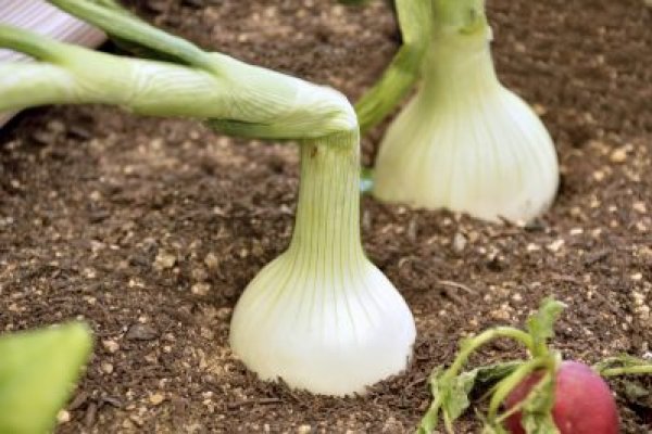 Как найти кракен в торе