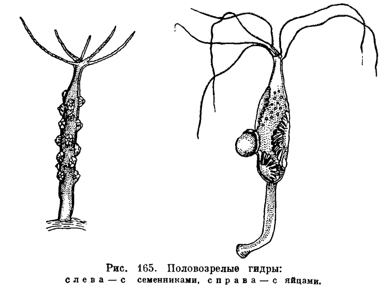 Ссылка на кракена для тора